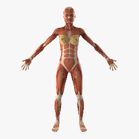 Female Muscular System Anatomy 3D model